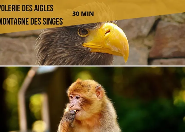 Europa Standing Et Familial Pres Europa-park Apartment